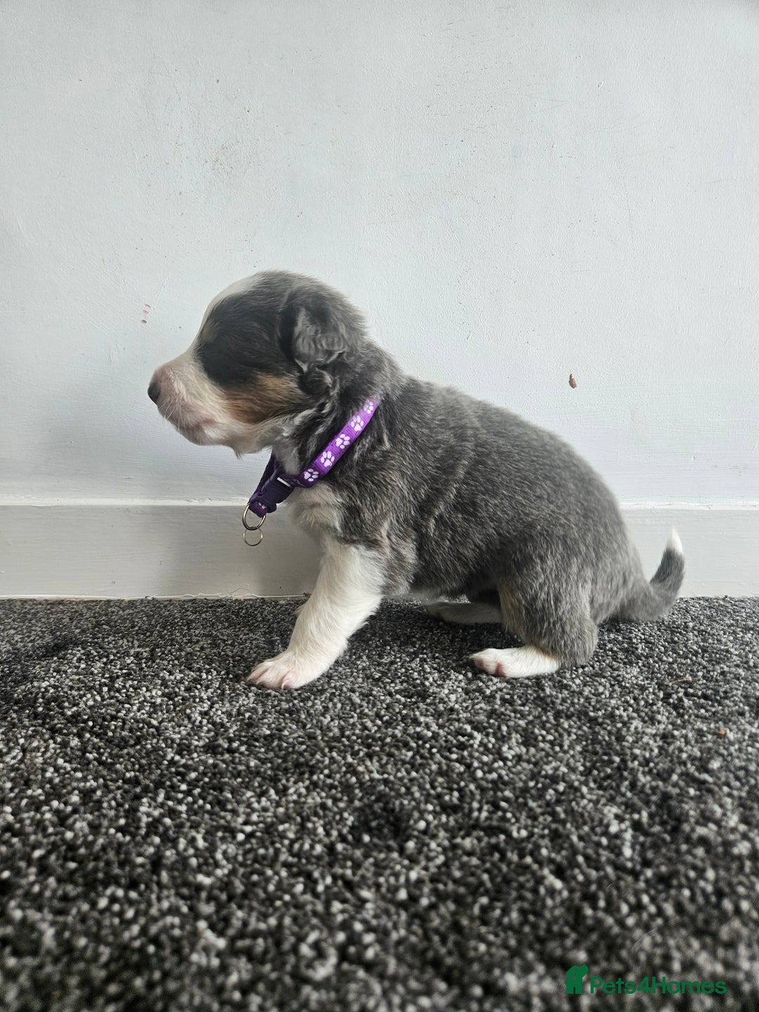Border Collie dogs for sale: 2 border Collie Pups available  - Image 4