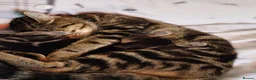 Mixed Breed cats for sale: Beautiful tabby - mixed bengal cat - Advert 10
