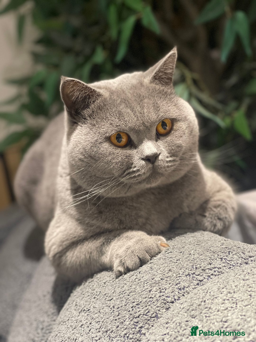 British Shorthair cats for stud: STUNNING GCCF REGISTERED PROVEN STUD - Advert 8