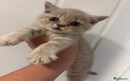 British Shorthair cats for sale: British short hairs  - Image 15