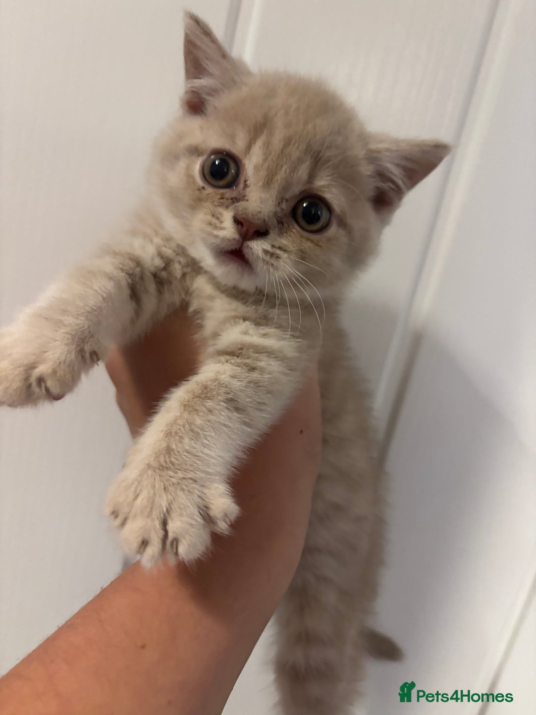 British Shorthair cats for sale: British short hairs  - Image 15