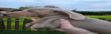 Dachshund 8