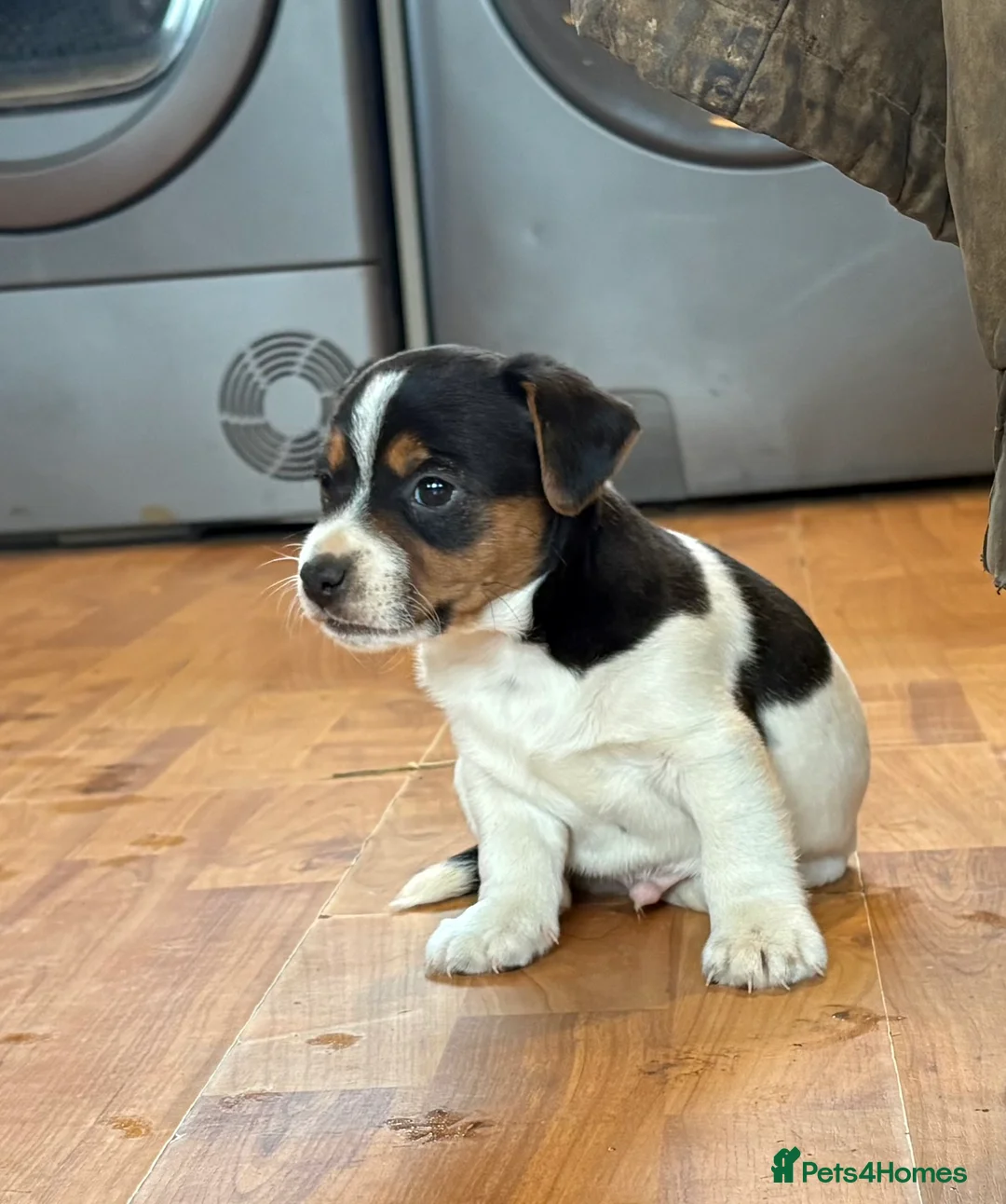 Jack Russell dogs for sale: Gorgeous Jack Russell puppies  - Advert 13