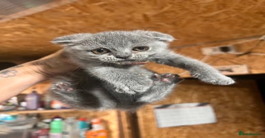 British Shorthair cats - Advert 4