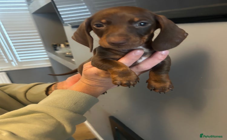 Dachshund dogs - Advert 7