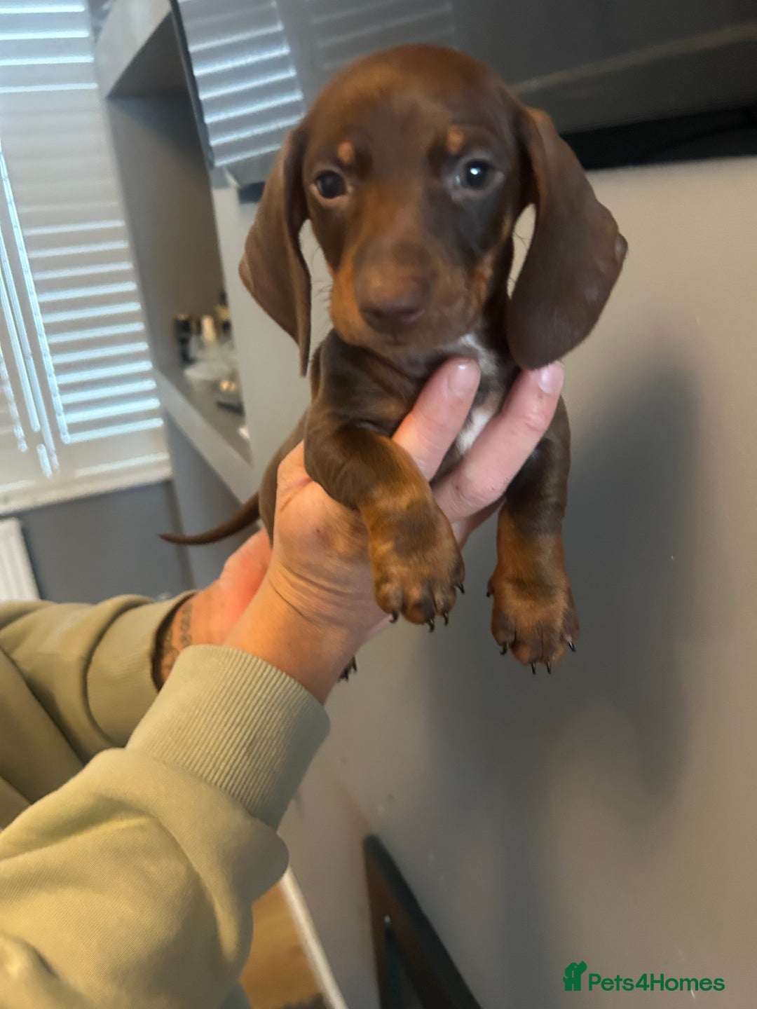 Dachshund dogs for sale: Beautiful miniature dachshunds ready now  - Image 1
