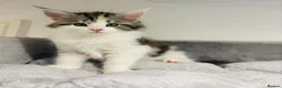 Maine Coon cats for sale: READY TO GO! Maine coon kittens  - Advert 21