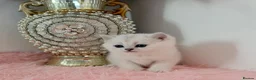 British Shorthair cats for sale: 😻TICA British Shorthair kittens 😻 - Advert 34