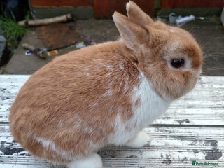 Netherland Dwarf rabbits Netherland dwarf baby's and young adults - Advert 5