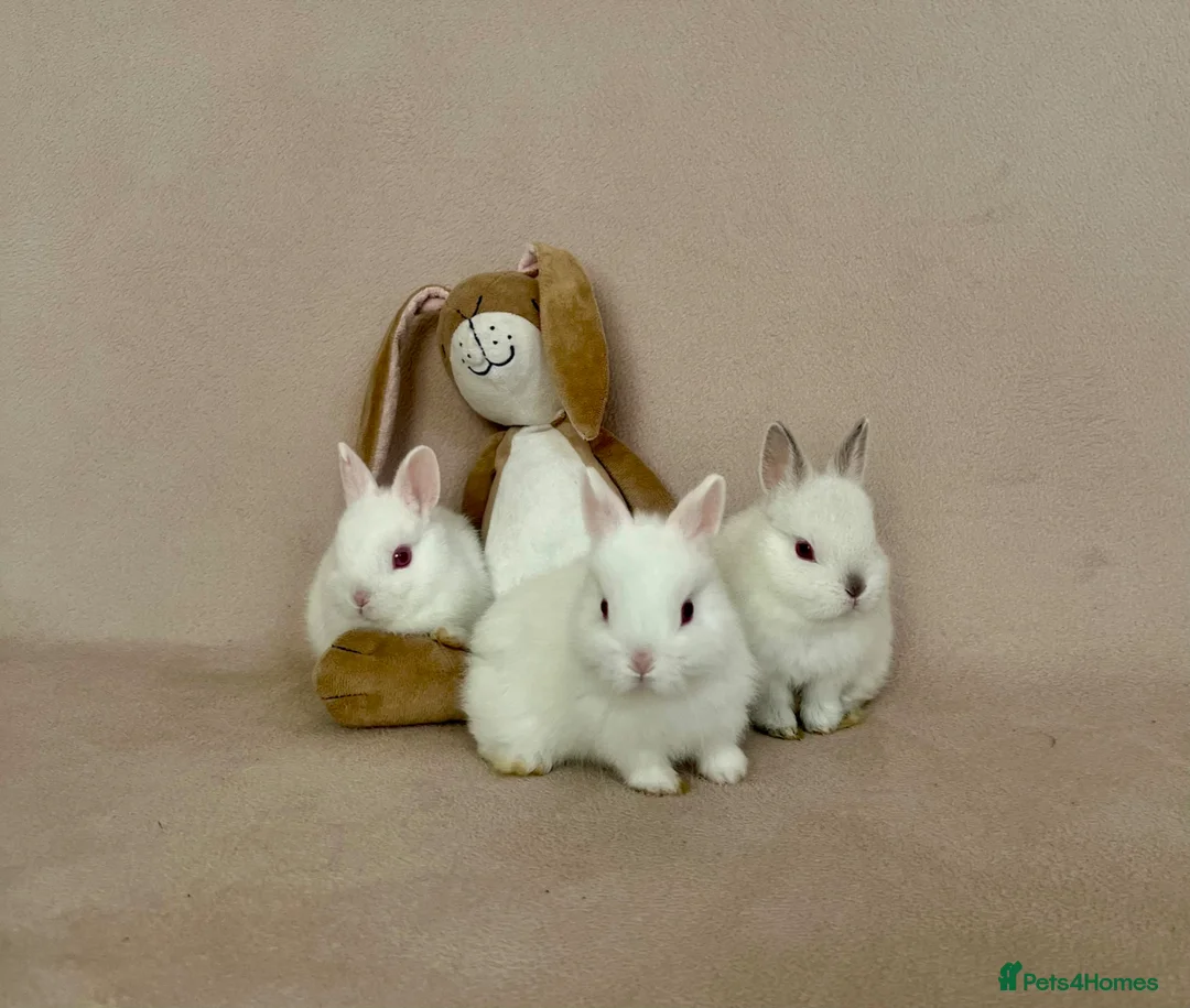 Netherland Dwarf rabbits for sale: White Netherland Dwarf Babies - Advert 1