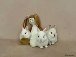 Netherland Dwarf rabbits White Netherland Dwarf Babies - Advert 1