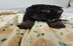 Shihpoo dogs for sale: 🐾 Adorable Shihpoo Puppies 🐾 - Image 12