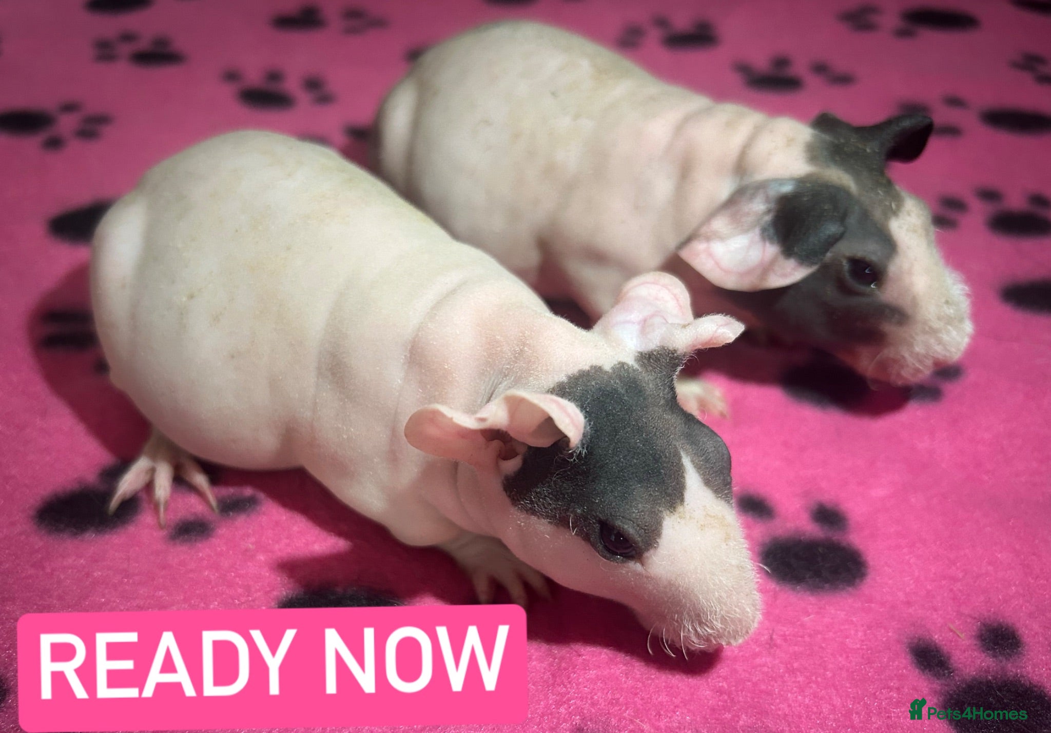 Guinea Pig rodents Skinny Pig Sows  - Advert 18
