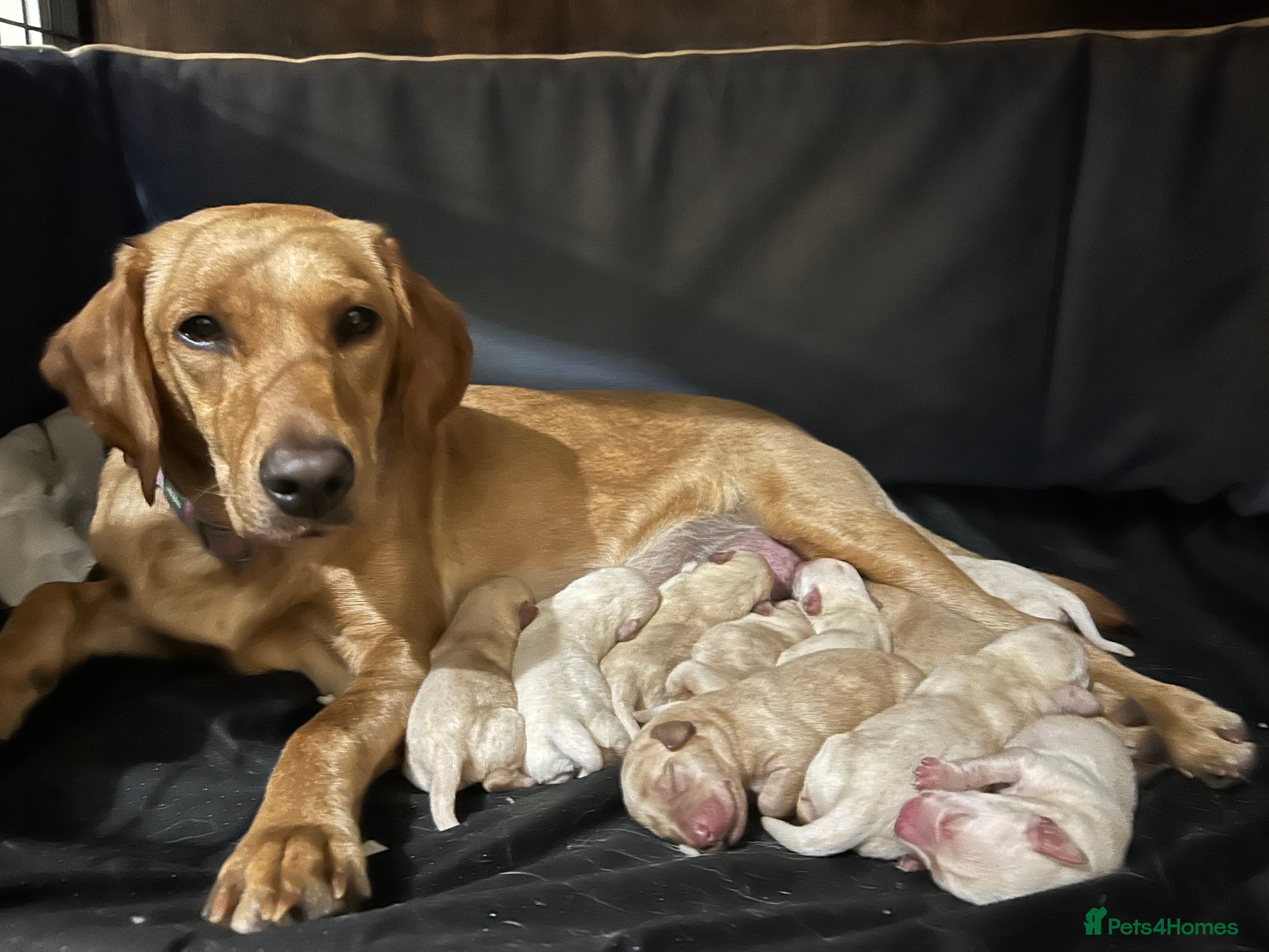 Labrador Retriever dogs for sale: KC REGISTERED FOX RED & YELLOW LABRADOR PUPPIES - Advert 2