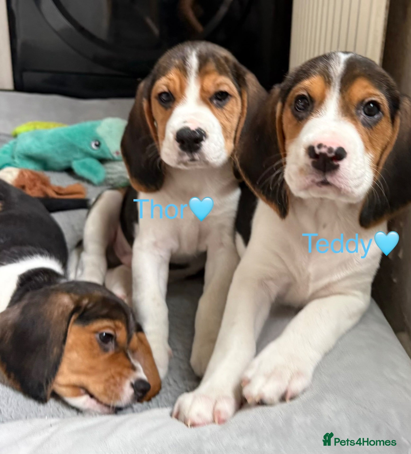 Beagle dogs for sale: Beagle puppies 🐶🐾 ready to leave!!🩷🩵 - Advert 2