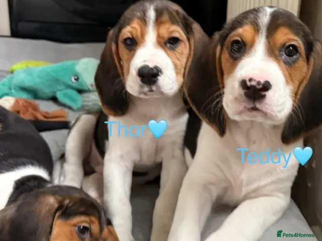 Beagle dogs for sale: Beagle puppies 🐶🐾 ready to leave!!🩷🩵 - Advert 2