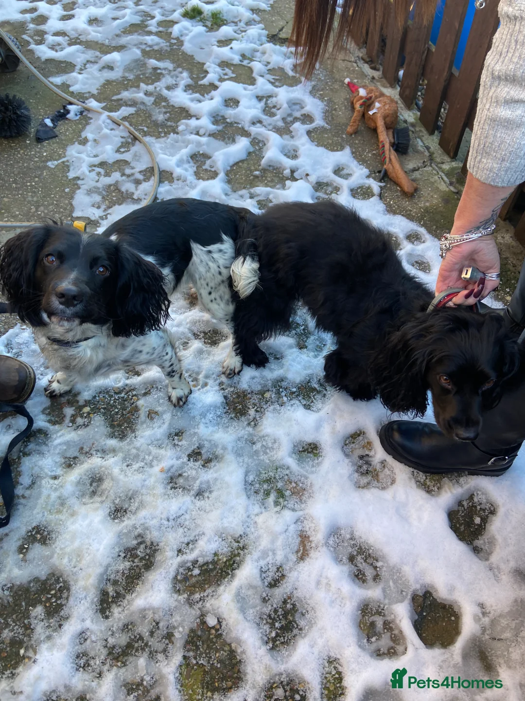 Sprocker dogs for sale: Sprocker spaniel puppies  in Chesterfield - Advert 2