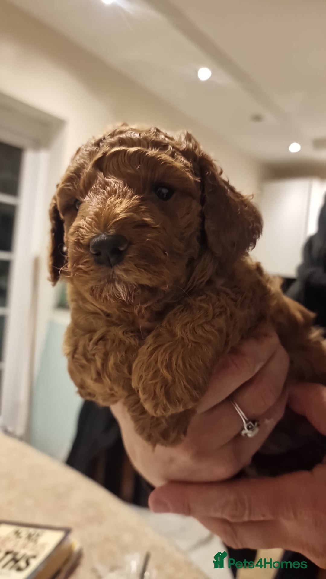 Cockapoo dogs for sale: Apricot coloured cockapoo boy - Advert 18