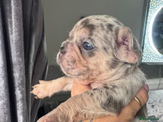 French Bulldog dogs Out standing french bulldogs merles carry fluffy - Advert 11