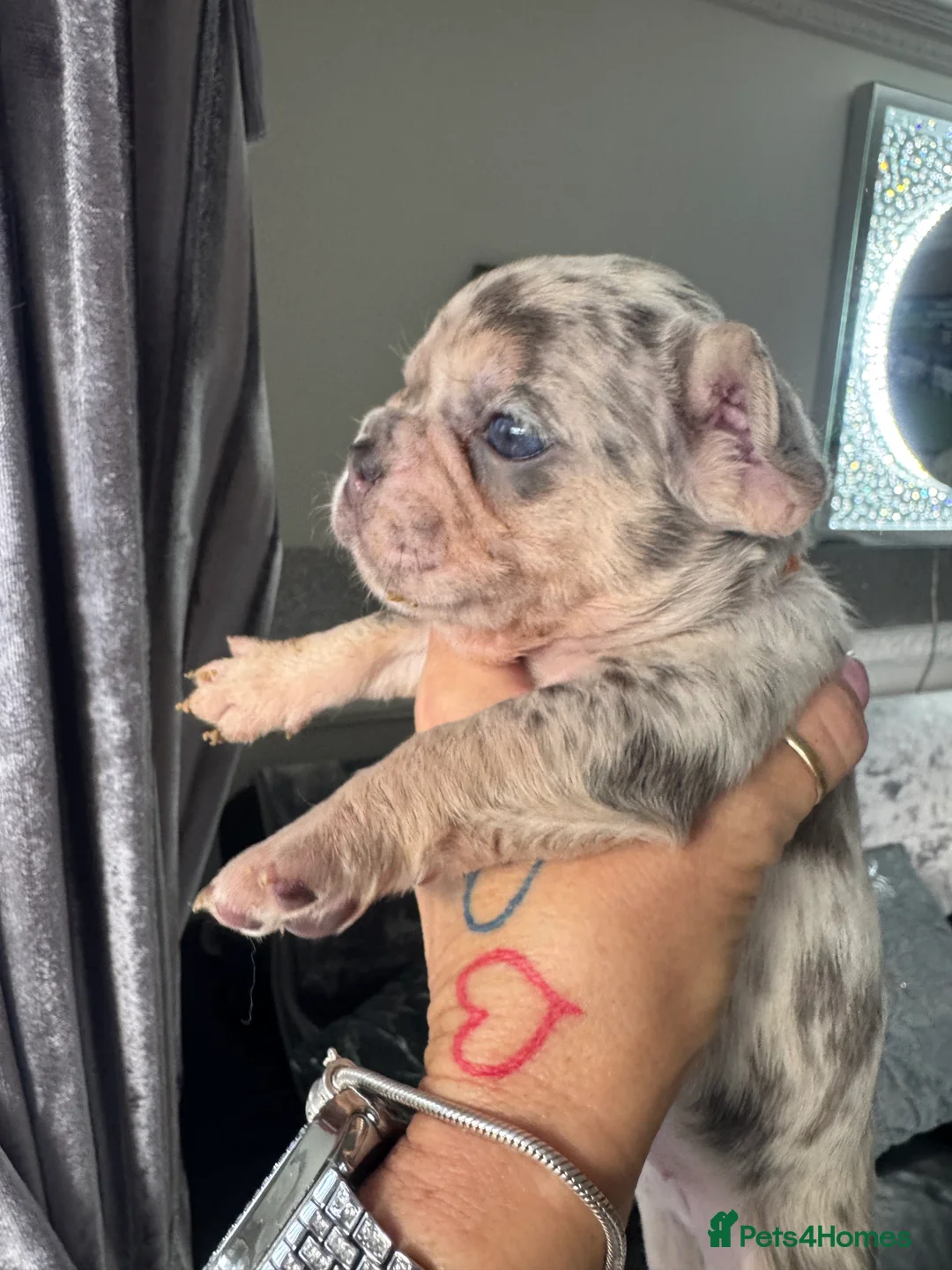 French Bulldog dogs for sale: Out standing french bulldogs merles carry fluffy - Advert 18