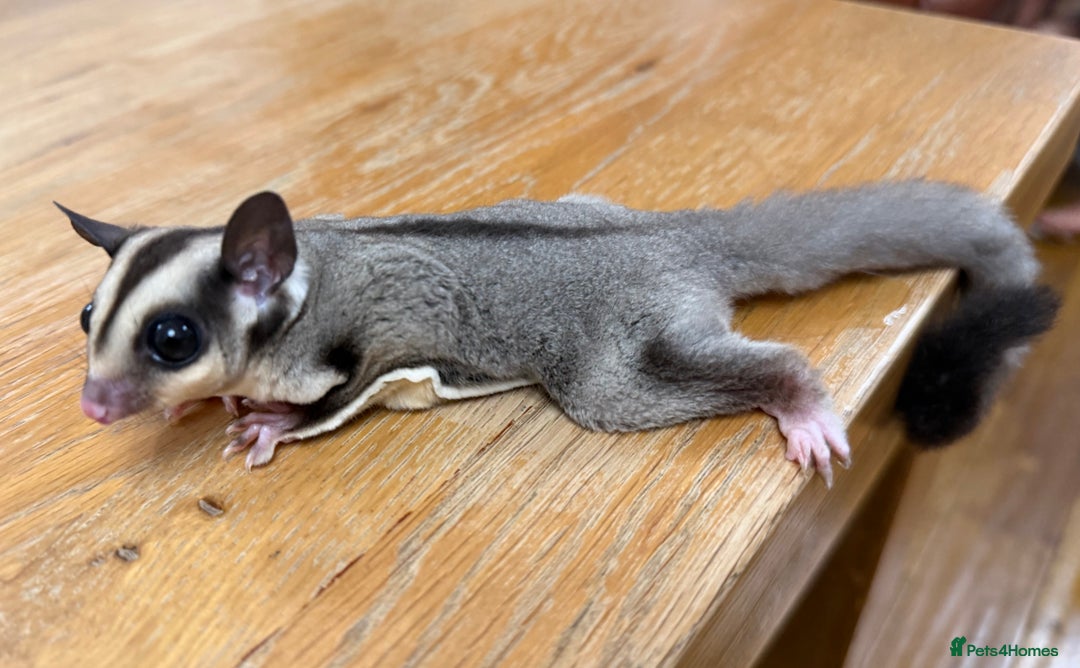 Sugar Glider rodents for sale:  2 Female Sugar Gliders – 5 Months Old (Tame) - Image 26
