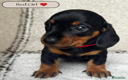 Miniature Dachshund dogs for sale: 🐶🖤STUNNING KC MINIATURE DACHSHUND PUPPIES🖤🐶 - Image 10