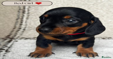 Miniature Dachshund dogs - Advert 1