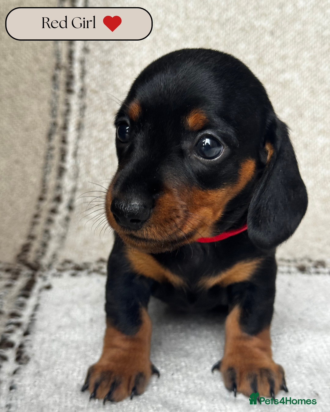 Miniature Dachshund dogs for sale: 🐶🖤STUNNING KC MINIATURE DACHSHUND PUPPIES🖤🐶 - Image 10