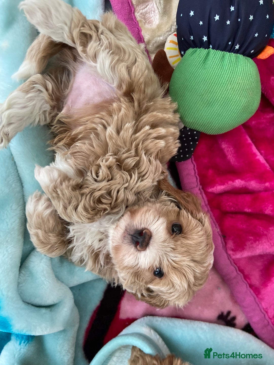 Maltipoo dogs for sale: Beautiful, health tested maltipoos  - Image 21