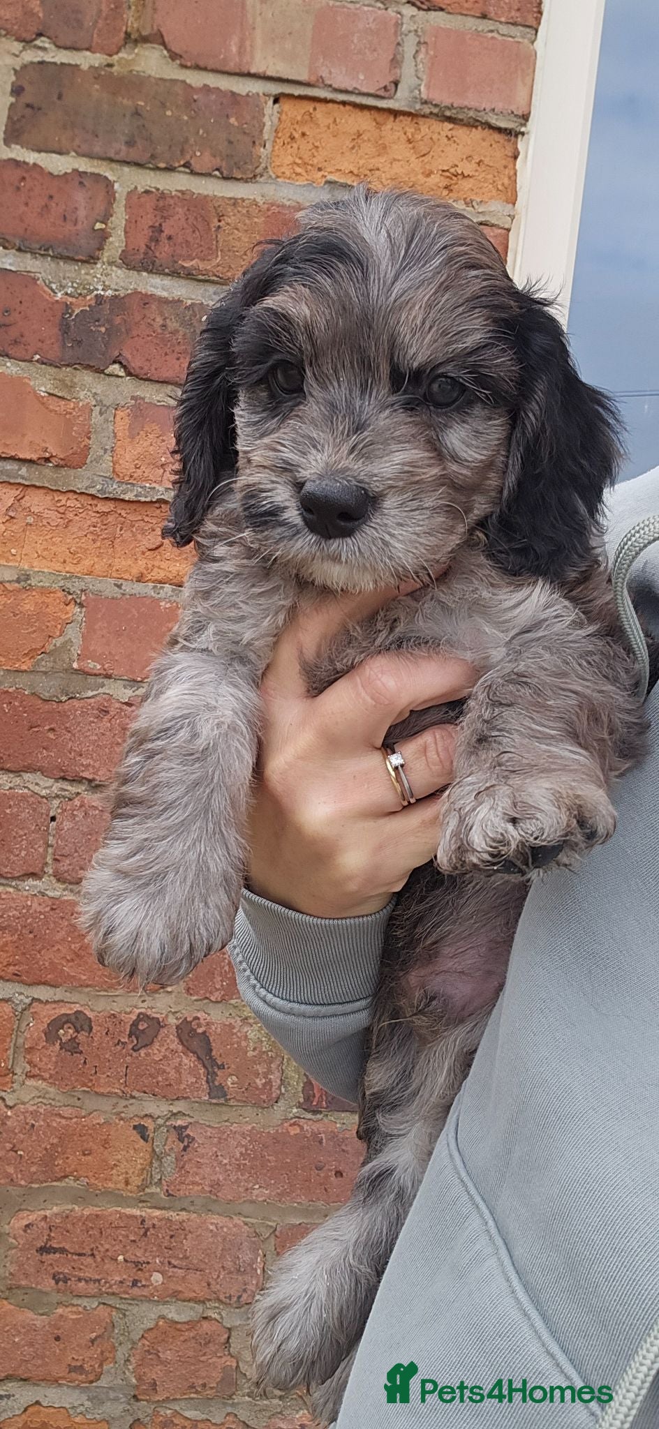 Cockapoo dogs Beautiful Litter of Stunning Cockerpoo Puppies - Advert 1