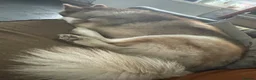 Alaskan Malamute dogs for sale: Shadow - Advert 5