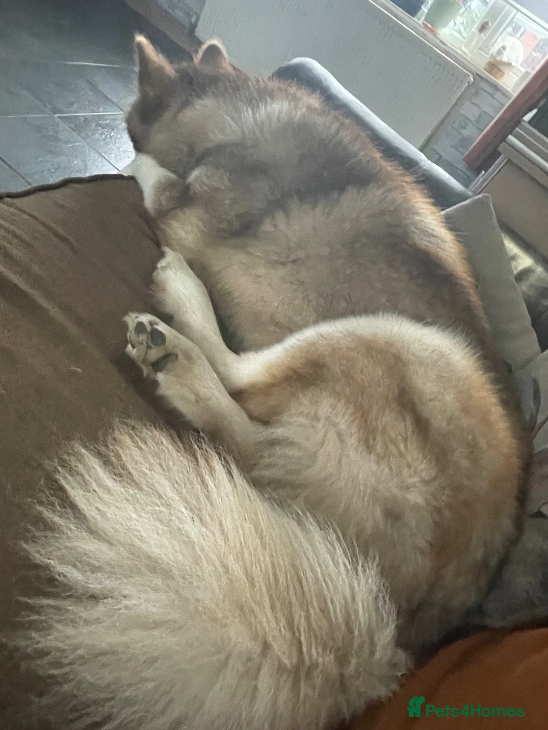 Alaskan Malamute dogs for sale: Shadow - Advert 5