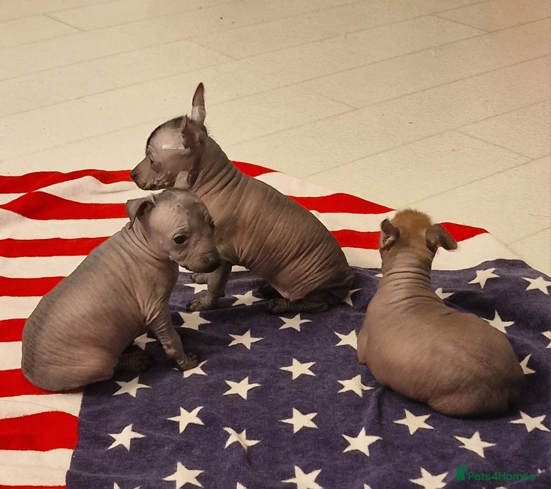 Mexican Hairless dogs for sale: 1 mini girl naked 1400 - Advert 30