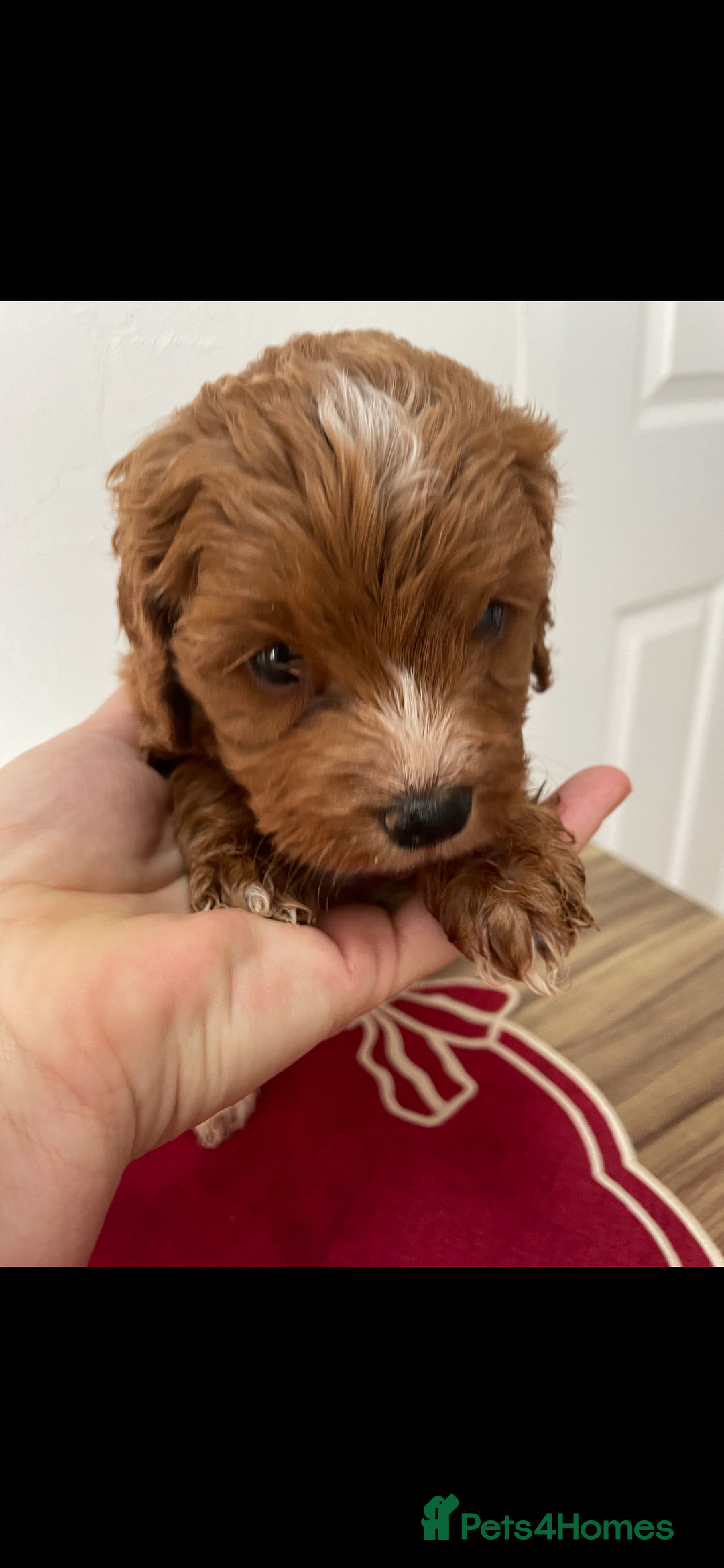 Cockapoo dogs for sale: Beautiful toy cockapoo  - Advert 2