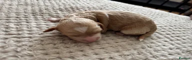 Teddy