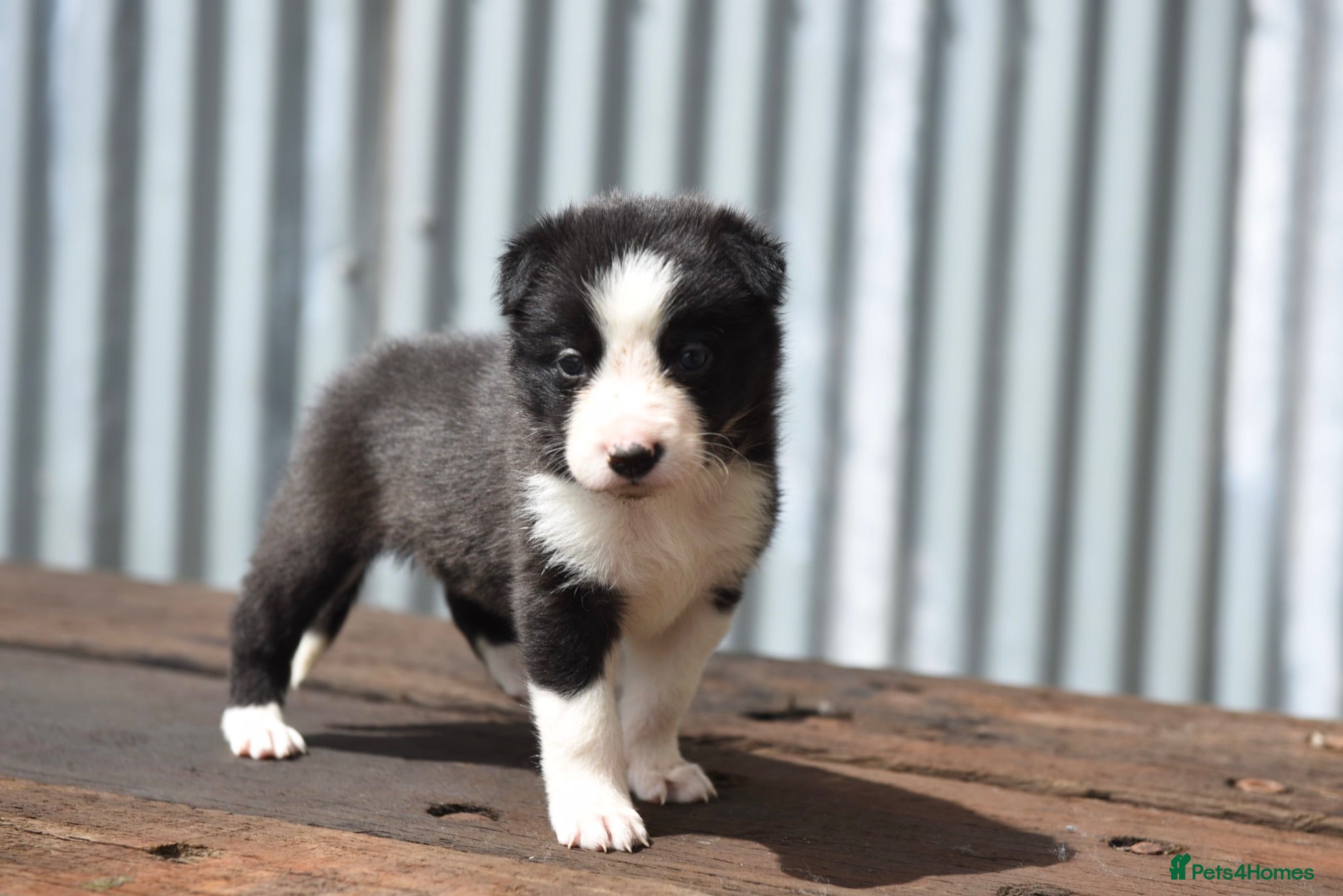 Border Collie dogs ISDS registered pups from amazing lines - Advert 2