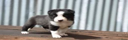 Border Collie dogs for sale: ISDS registered pups from amazing lines - Advert 3