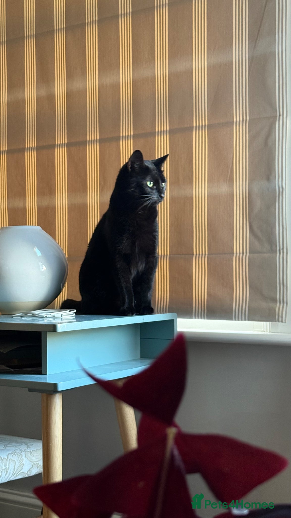 Domestic Shorthair cats for sale: FREE TO A LOVING HOME — Jackie, 8yo Female Cat 🖤 - Advert 6