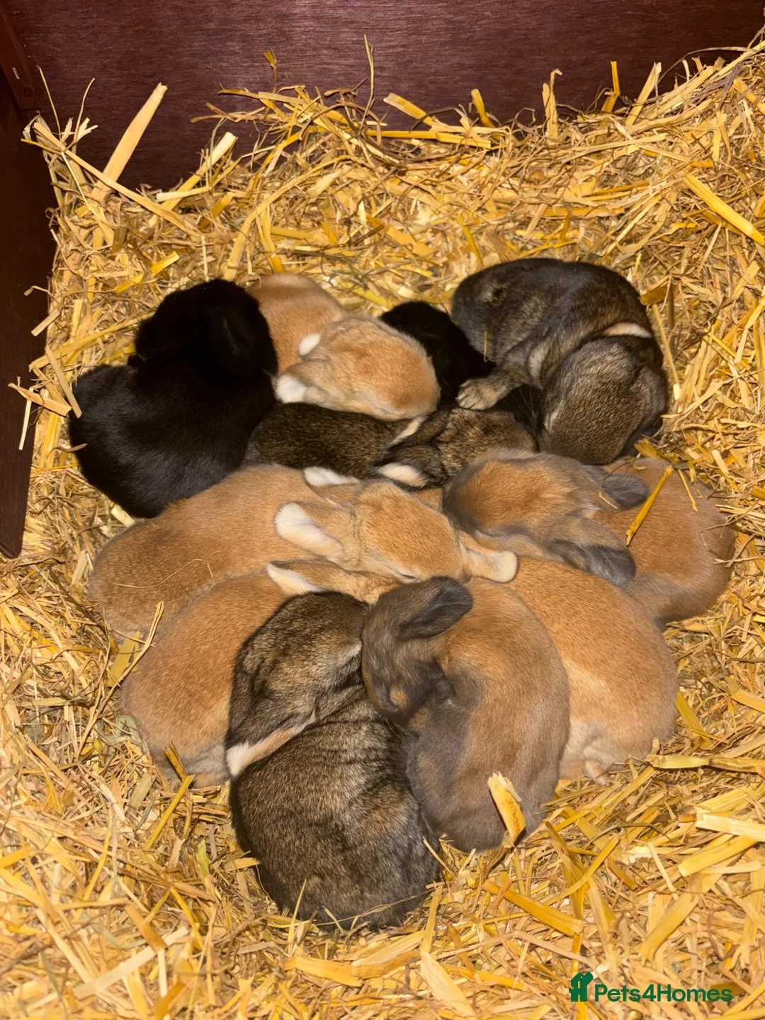 Continental Giant rabbits for sale: 3 left 1 boy and 2 girls all ginger  - Advert 19