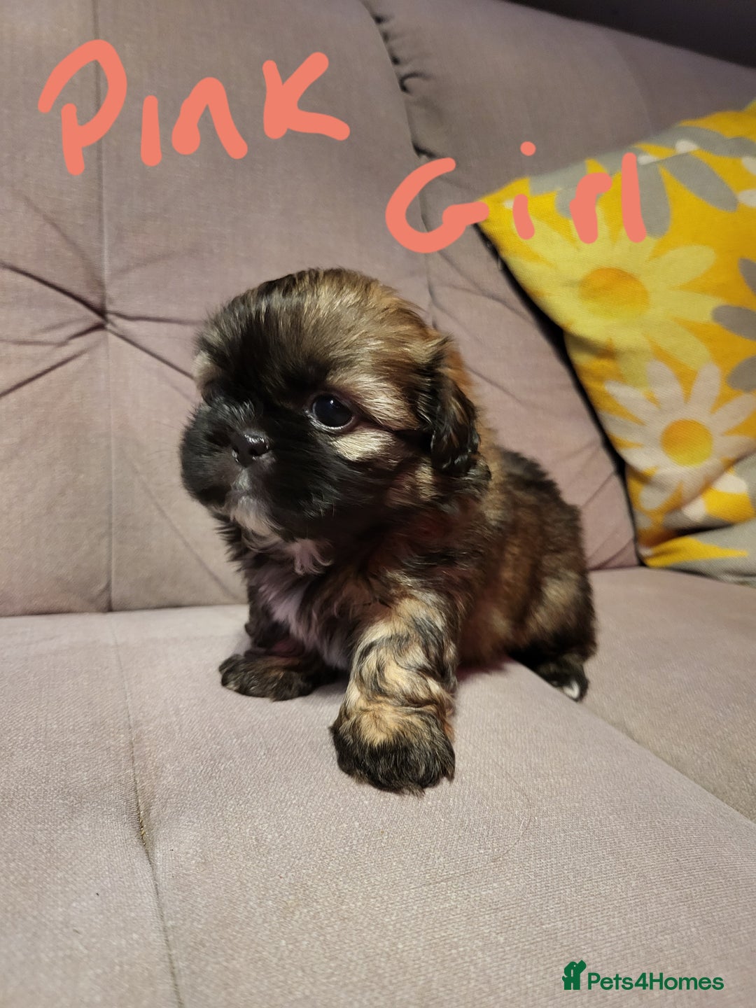 Shih Tzu dogs for sale: Shih tzu puppies - Advert 5