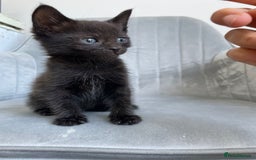 Mixed Breed cats for sale: Adorable kittens  - Image 14