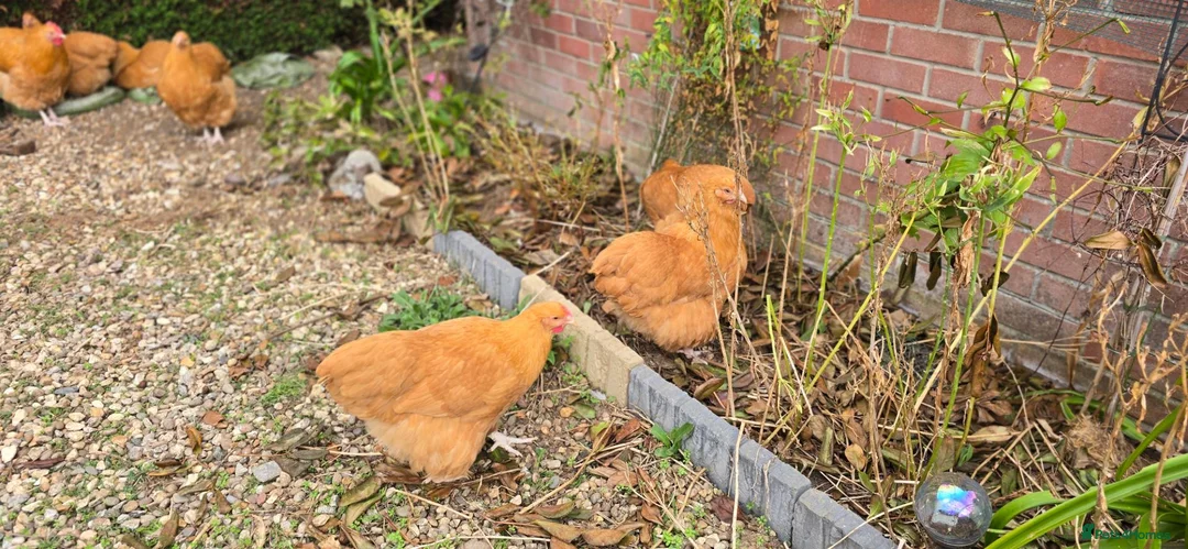 Chickens poultry for sale: POL buff orpington hens for sale - Advert 2