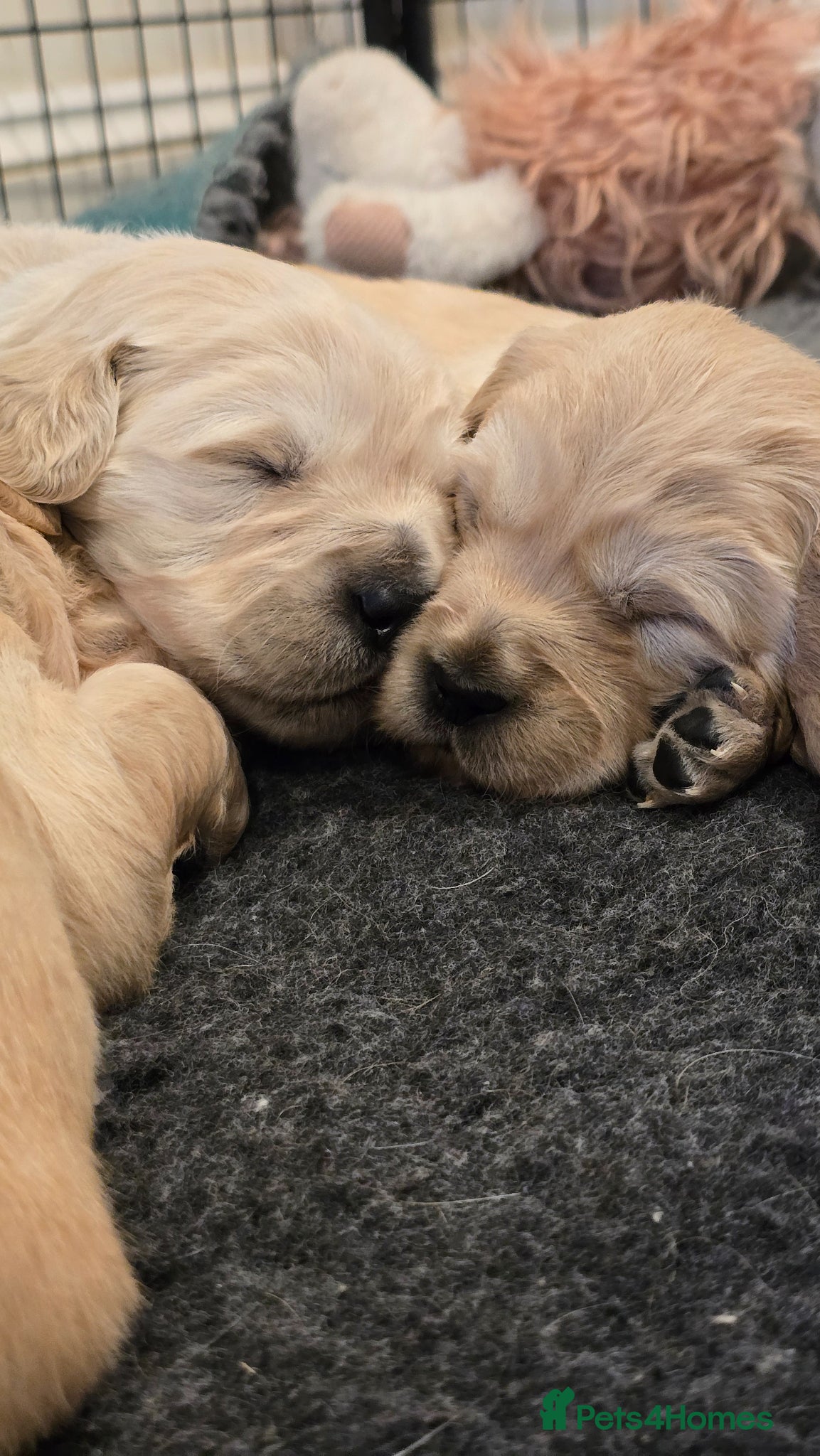 Golden Retriever dogs KC Registered Golden Retriever Puppies  - Advert 4