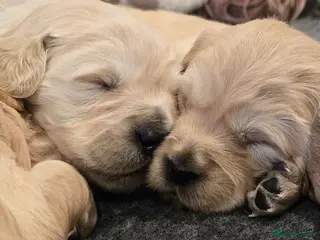 Golden Retriever dogs KC Registered Golden Retriever Puppies - Advert 4