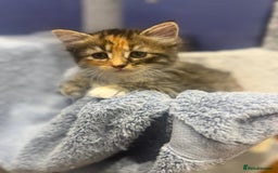 Ragdoll cats for sale: Beautiful half Ragdoll kittens for sale - Image 6
