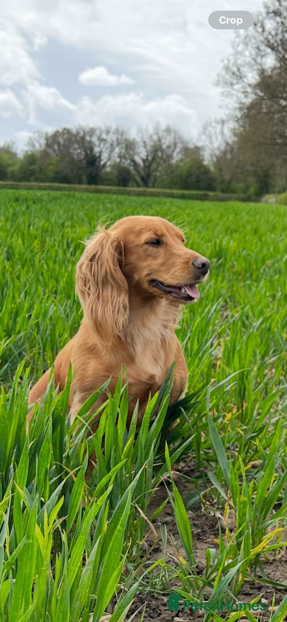 Cocker Spaniel dogs OFTW sired exceptionally well bred working cocker  - Advert 1