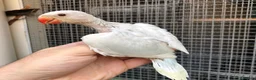 Parrots birds for sale: Super friendly Indian talking Ringneck parrot  - Advert 7