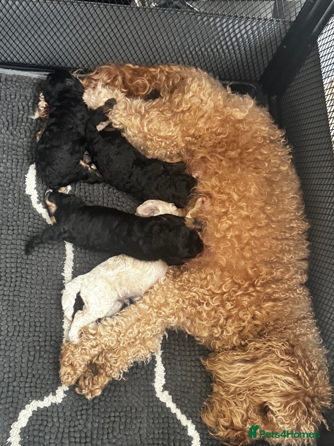Cavapoo dogs for sale: Miniature cavapoos  - Image 18