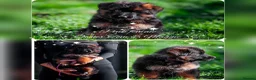 German Shepherd dogs for sale: ❤️❤️❤️Amazing GSD Puppies longhaired❤️❤️❤️ - Advert 6