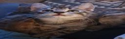 Mixed Breed cats for sale: 3 little boys  - Advert 24